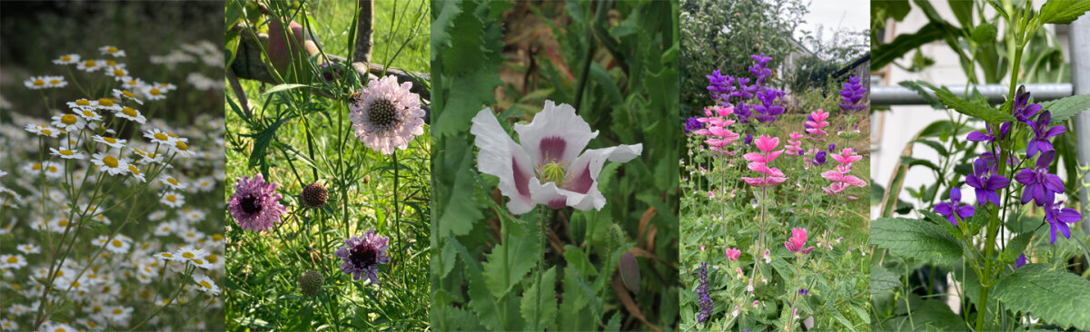 Cool Flowers: il trucco segreto per il tuo giardino fiorito - Cool Flowers: il trucco segreto per il tuo giardino fiorito