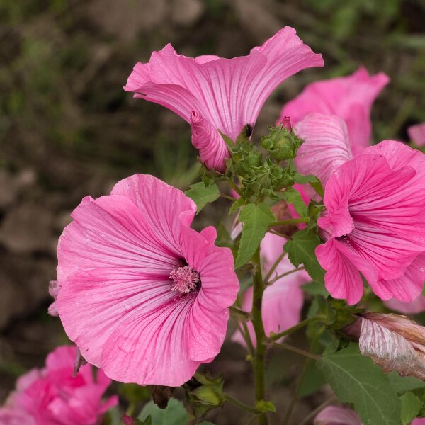 Bechermalve (Lavatera trimestris)  Samen