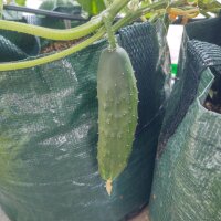 Gurke Marketmore’ (Cucumis sativus)  Bio Saatgut