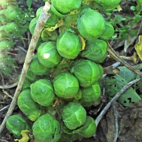 Rosenkohl Groninger (Brassica oleracea var. gemmifera) Bio Saatgut