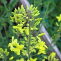 Rosenkohl Groninger (Brassica oleracea var. gemmifera) Bio Saatgut