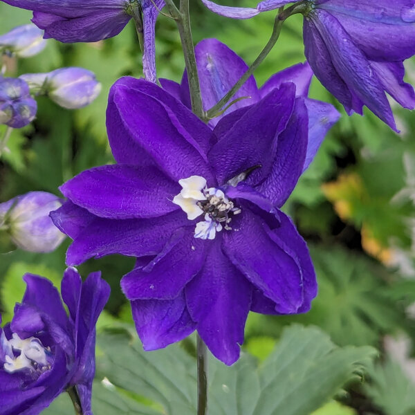 Pazifischer Hoher Rittersporn Magic Fountains-Dark Blue (Delphinium cultorum) Samen