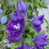 Pazifischer Hoher Rittersporn Magic Fountains-Dark Blue (Delphinium cultorum) Samen