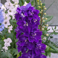 Pazifischer Hoher Rittersporn Magic Fountains-Dark Blue (Delphinium cultorum) Samen