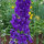 Pazifischer Hoher Rittersporn Magic Fountains-Dark Blue (Delphinium cultorum) Samen