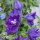 Pazifischer Hoher Rittersporn Magic Fountains-Dark Blue (Delphinium cultorum) Samen