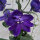 Pazifischer Hoher Rittersporn Magic Fountains-Dark Blue (Delphinium cultorum) Samen