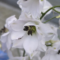 Pazifischer Hoher Rittersporn Magic Fountains-White, Dark Bee (Delphinium cultorum) Samen