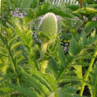 Orientalischer Gartenmohn Allegro (Papaver orientale) Samen