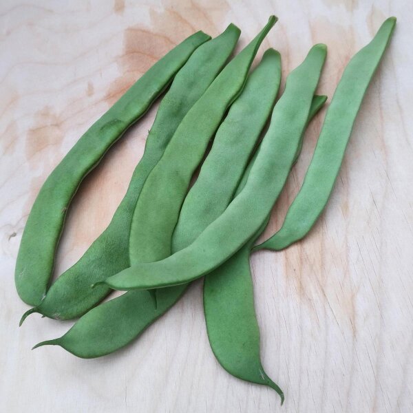 Buschbohne Pfälzer Juni (Phaseolus vulgaris) Samen