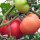 Fleischtomate St. Pierre (Solanum lycopersicum) Samen