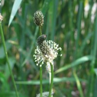 Spitzwegerich (Plantago lanceolata) Bio Saatgut