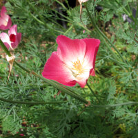 Kalifornischer Goldmohn Carmine King (Eschscholzia californica) Samen