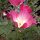 Kalifornischer Goldmohn Carmine King (Eschscholzia californica) Samen