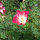 Kalifornischer Goldmohn Carmine King (Eschscholzia californica) Samen