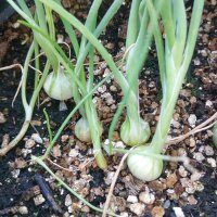 Pariser Silberzwiebel Blanc de Paris (Allium cepa) Samen