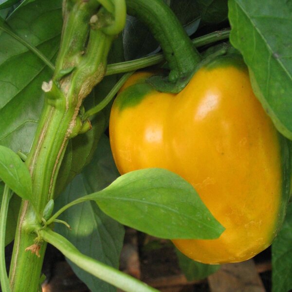 Gelbe Paprika Quadrato Dasti Giallo (Capsicum annuum) Samen