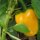 Gelbe Paprika Quadrato Dasti Giallo (Capsicum annuum) Samen