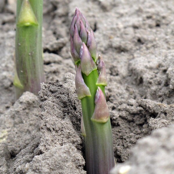 Grüner Spargel Mary Washington (Asparagus officinalis) Samen