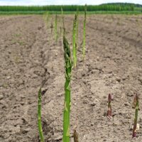 Grüner Spargel Mary Washington (Asparagus officinalis) Samen