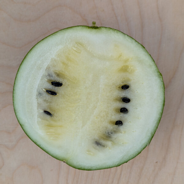 Wassermelone Cream of Saskatchewan (Citrullus lanatus) Samen