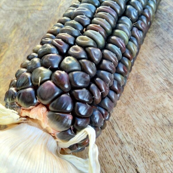 Mais Oaxacan Green (Zea mays) Samen