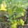 Glockenchili Jamaican Bell (Capsicum baccatum) Samen