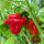 Chili Mini Bonnet (Capsicum annuum) Samen