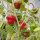 Chili Mini Bonnet (Capsicum annuum) Samen