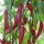 New Mex Aji Chili Colorado Picante (Capsicum annuum) Samen