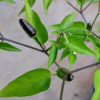 Wildchili Chacoense (Capsicum chacoense) Samen