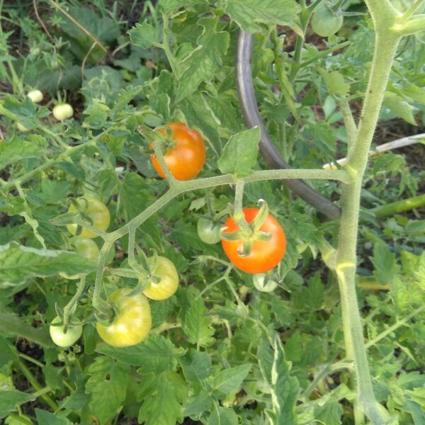 Buschtomate Ida Gold (Solanum lycopersicum) Samen