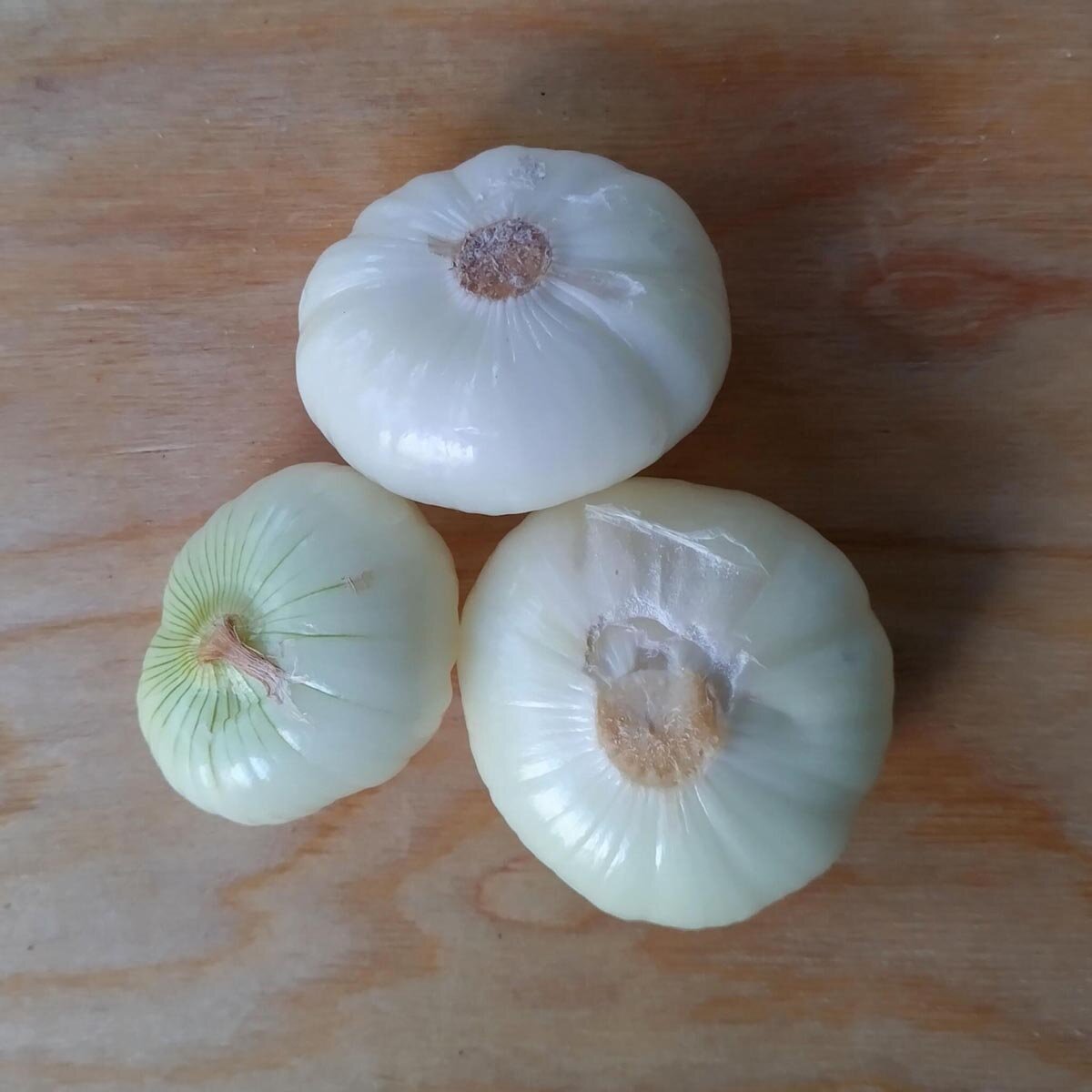 Einlege Zwiebel Borettane Allium Cepa Samen