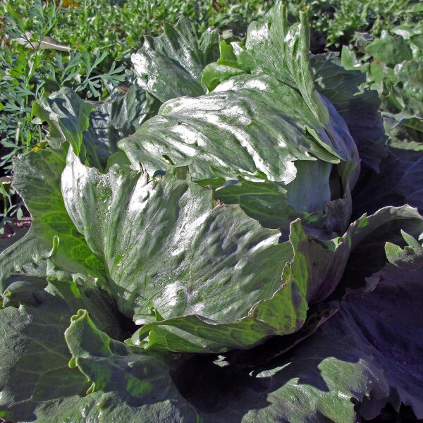 Eisbergsalat Laibacher Eis (Lactuca sativa) Bio Saatgut