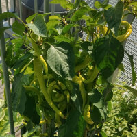 Peperoni Lombardo / Lunga Sigaretta (Capsicum annuum) Samen