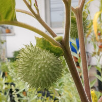 Toloache (Datura inoxia) Samen