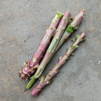 Salat Kasseler Strünkchen (Lactuca sativa) Samen