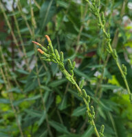 Giftlattich (Lactuca virosa) Samen