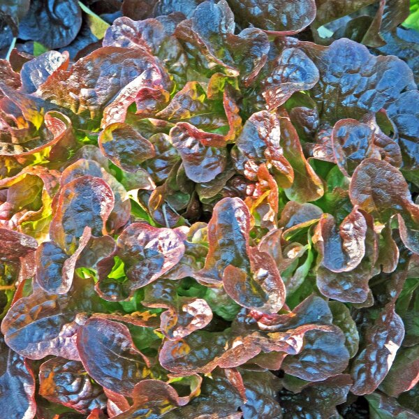 Pflücksalat Salad Bowl (Lactuca sativa) Samen