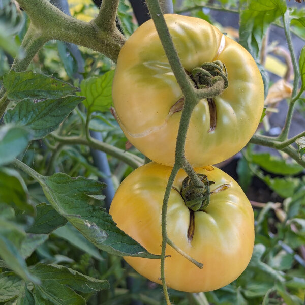 Fleischtomate Weiße Schönheit (Solanum lycopersicum) Bio Saatgut