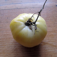 Fleischtomate Weiße Schönheit (Solanum lycopersicum) Bio Saatgut