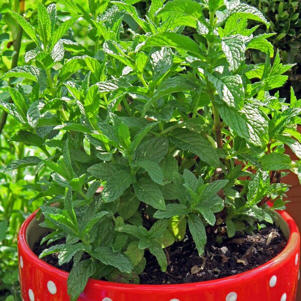 Pfefferminze (Mentha piperita) Samen