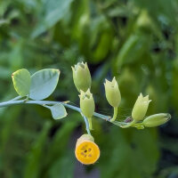 Baumtabak (Nicotiana glauca) Samen