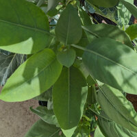 Baumtabak (Nicotiana glauca) Samen