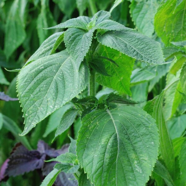 Grüner Shiso (Perilla frutescens) Samen