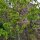Pimpernuss (Staphylea pinnata) Samen