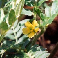 Erd Burzeldorn (Tribulus terrestris) Samen