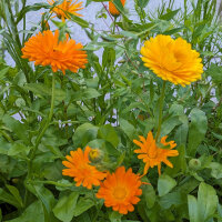 Blumenbouquet in Orange