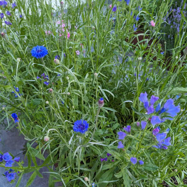 Blumenbouquet in Blau