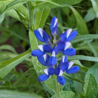 Blumenbouquet in Blau